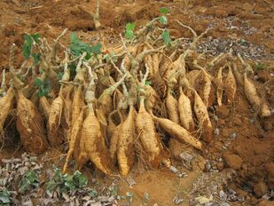 Racine de kudzu